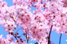 春天红梅花开的优美句子 春天看梅花发朋友圈的句子