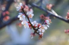拍了梅花怎么发朋友圈 赏梅花发朋友圈怎么写