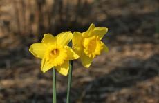 水仙花发朋友圈文案 水仙花发圈语句