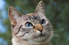有猫陪伴的日子感慨 人和猫之间温暖句子
