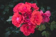 自己拍的花怎么配文字（精选必看28句）