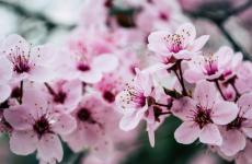 人生相逢有时尽,花开花落终有时（精选必看24句）