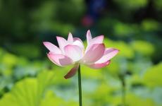 因果循环,自有定数,万事皆有轮回（精选必看30句）