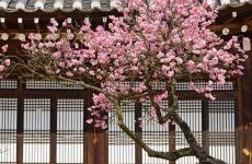 宝剑锋从磨砺出,梅花香自苦寒来（精选必看12句）