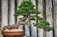 知行合一,止于至善（精选必看16句）