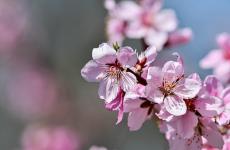心守一抹暖阳,静待一树花开（精选必看17句）